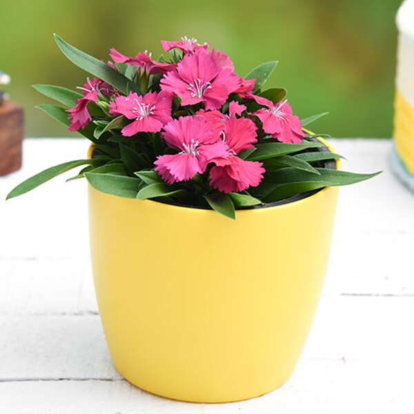 Dianthus (Dark Pink) - Plant ( Buy 1 Get 1 Free )